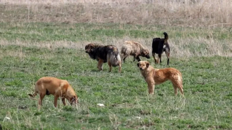 2 ilde Sahipsiz Hayvanları Koruma Birliği kurulacak! Karar Resmi Gazete'de yayımlandı