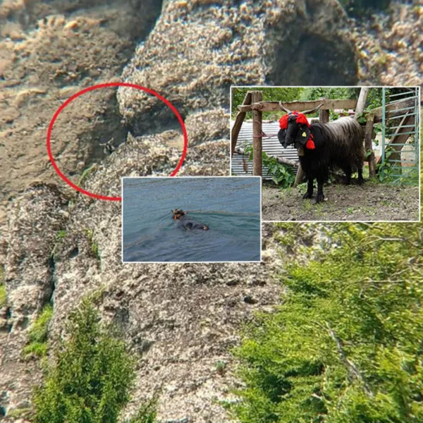 50 kilometre kaçtı... Kayalıkta mahsur kaldı! 18 gün kayboldu! Ferdinand-2!