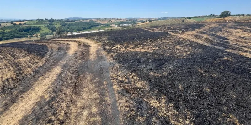 Sakarya'da Korkunç Yangın! 150 Dönüm Tarla Kül Oldu!