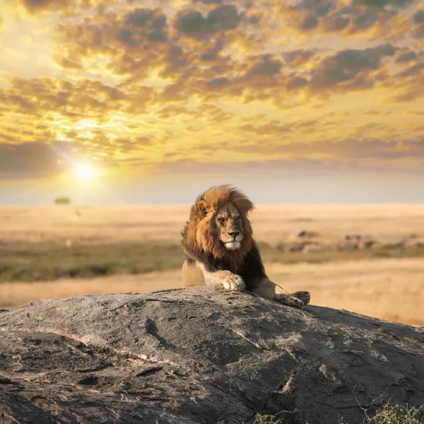 Alman iş insanı safaride aslan saldırısında öldü!
