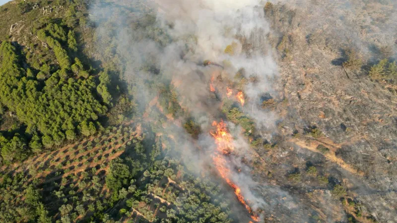 Antalya'da orman yangını çıktı