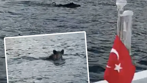 Bartın'da denizde yüzen yaban domuzu görüntülendi
