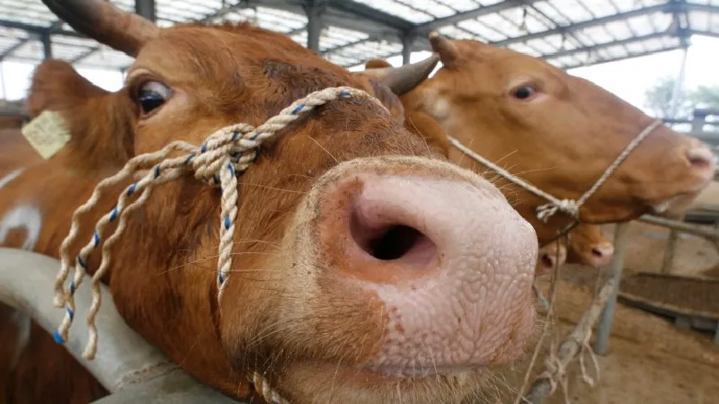 Deli Dana Alarmı! Türkiye'de Salgın mı Başladı? Uzmanlar Ne Diyor?