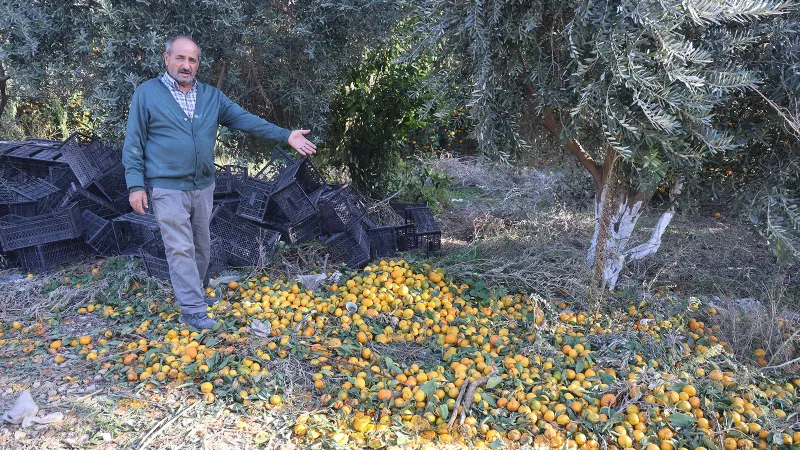 Fiyatı 2 liraya düştü, tonlarcasını bedavaya dağıttılar