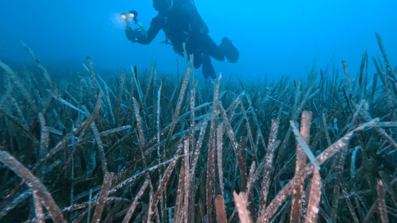 Göcek'te Deniz Çayırları Hayata Döndü! İşte Başarı Oranı