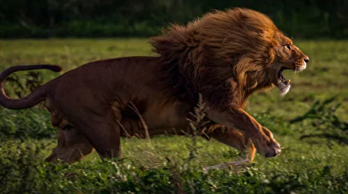 Güney Afrika’da korkunç ölüm: İş adamı aslan saldırısına uğradı