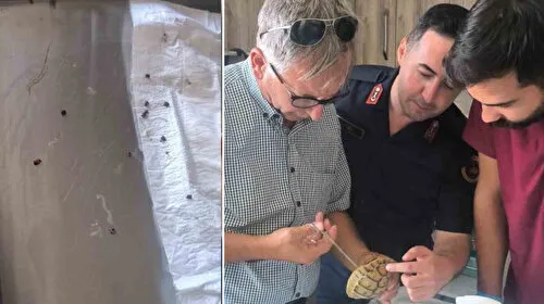 Jandarma'dan Örnek Davranış: Kenelerle Kaplı Kaplumbağayı Kurtardı!