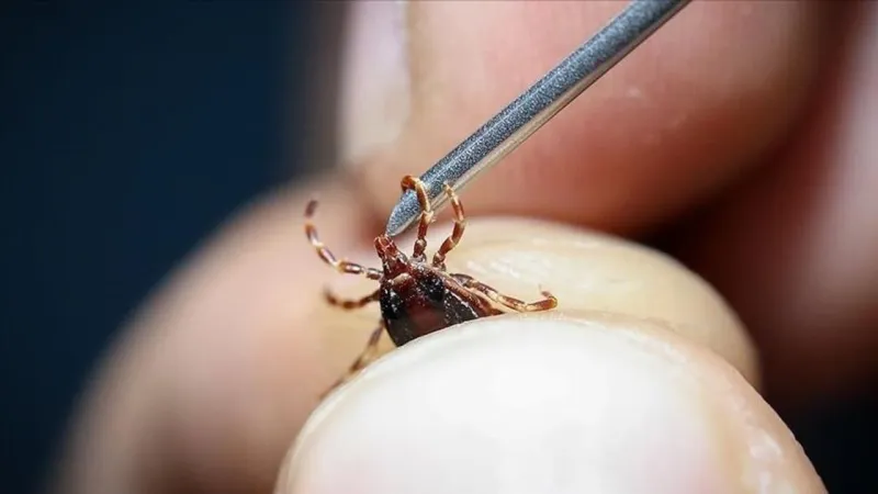 Kene Alarmı! Uzmanlardan Hayat Kurtaran Uyarılar ve Korunma Yolları