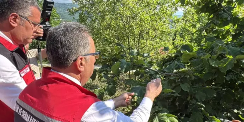 Kokarcalara Savaş Açıldı! 245 Bin Samuray Arısı Göreve Hazır!