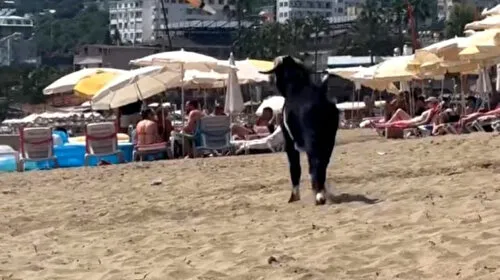 Kurbanlık keçi kesilmek üzereyken kaçarak plaja girdi