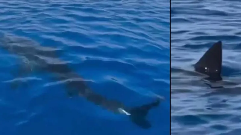 Muğla'da Dehşet! Turistler Dev Köpekbalığı ile Burun Buruna!