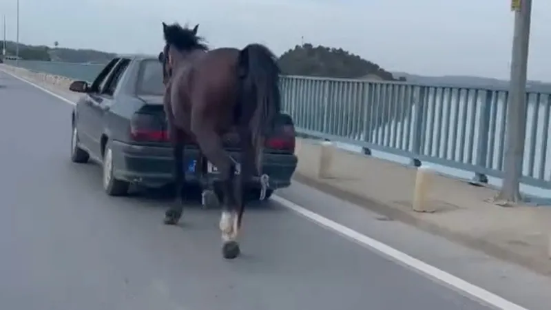 Adana'da Otomobile At Bağlayan Sürücüye Şok Gözaltı!
