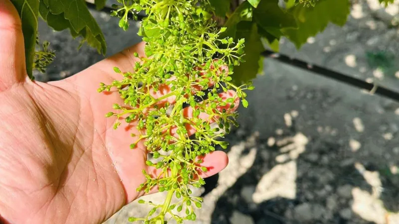 Manisa Bağlarında Tehlike Çanları! Külleme Hastalığı Alarmı