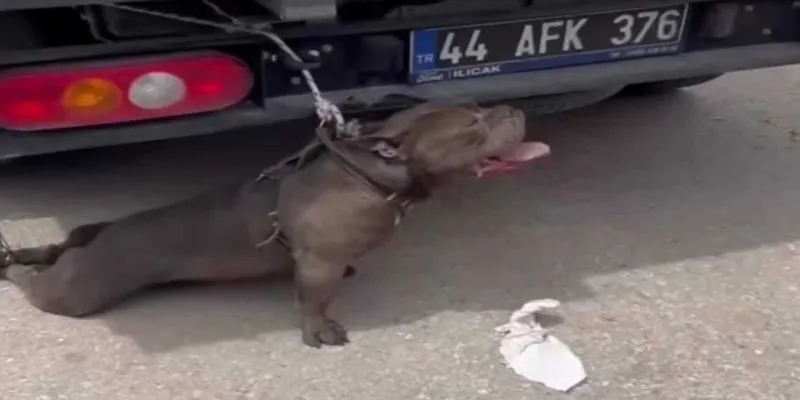 Pitbull Dehşeti! Kadın AVM Otoparkında Saldırıya Uğradı