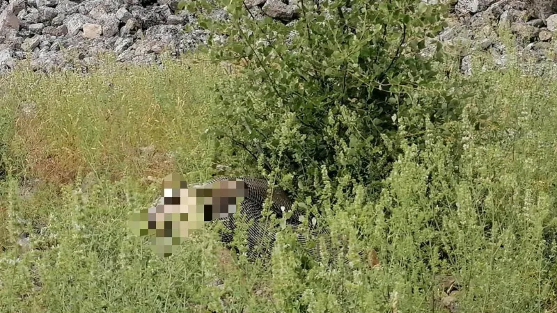Ot toplamak isterken kayalıktan düşerek öldü