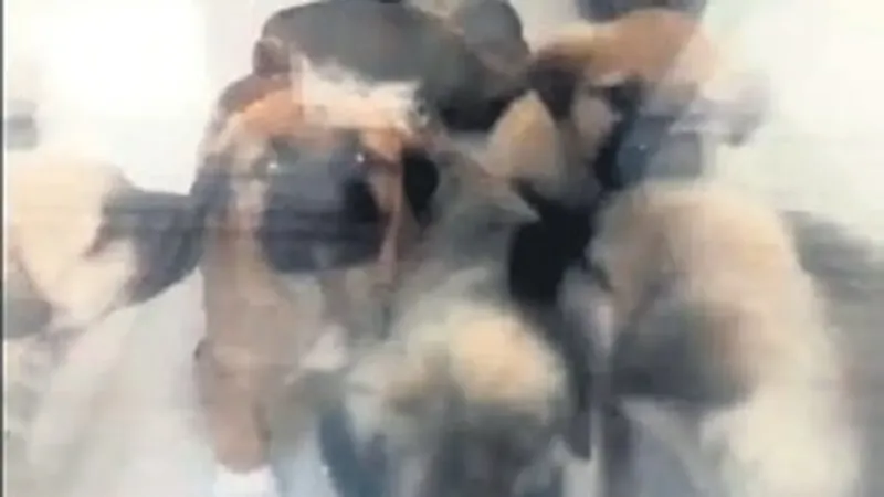 Sapık doktor yavru köpekleri parçalayarak öldürdü! Telefonundan 43 bin müstehcen görüntü çıktı