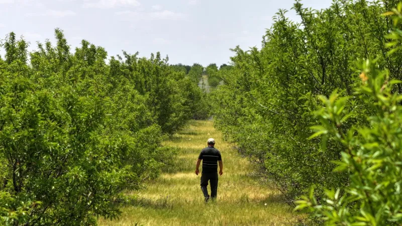 TİGEM'in badem ormanları erozyonla ve zararlılarla mücadele ediyor