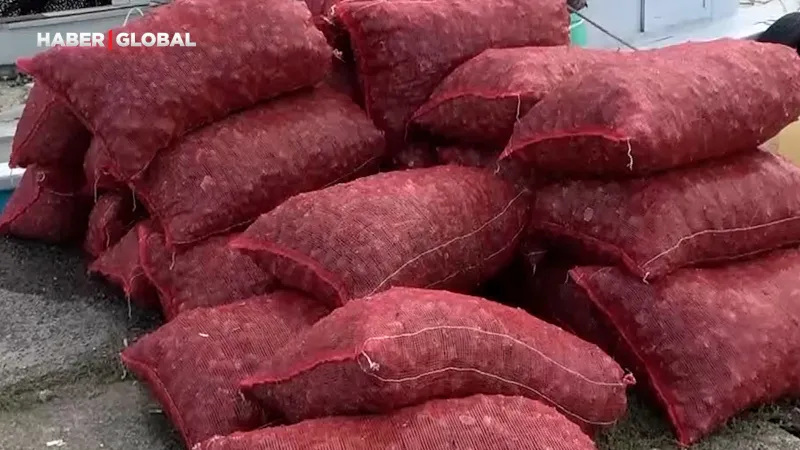 Trabzon'da Deniz Salyangozu Şoku! 50 Çuval Değerinde Servet