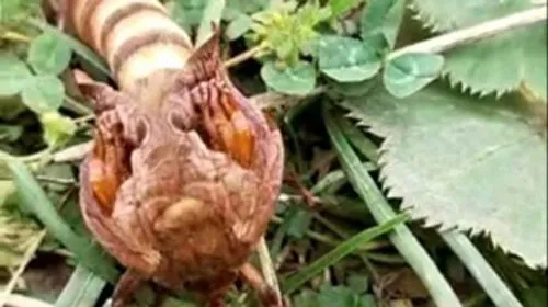 Yaylada ilk kez gördüğü böceğin türünü öğrenmek için sosyal medyada paylaştı
